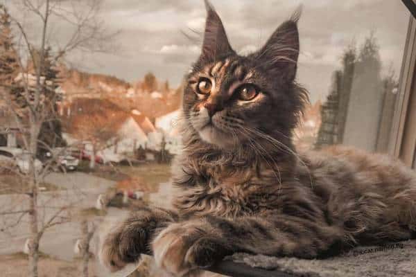 12 Facts About Maine Coon Cats Personality History Health More