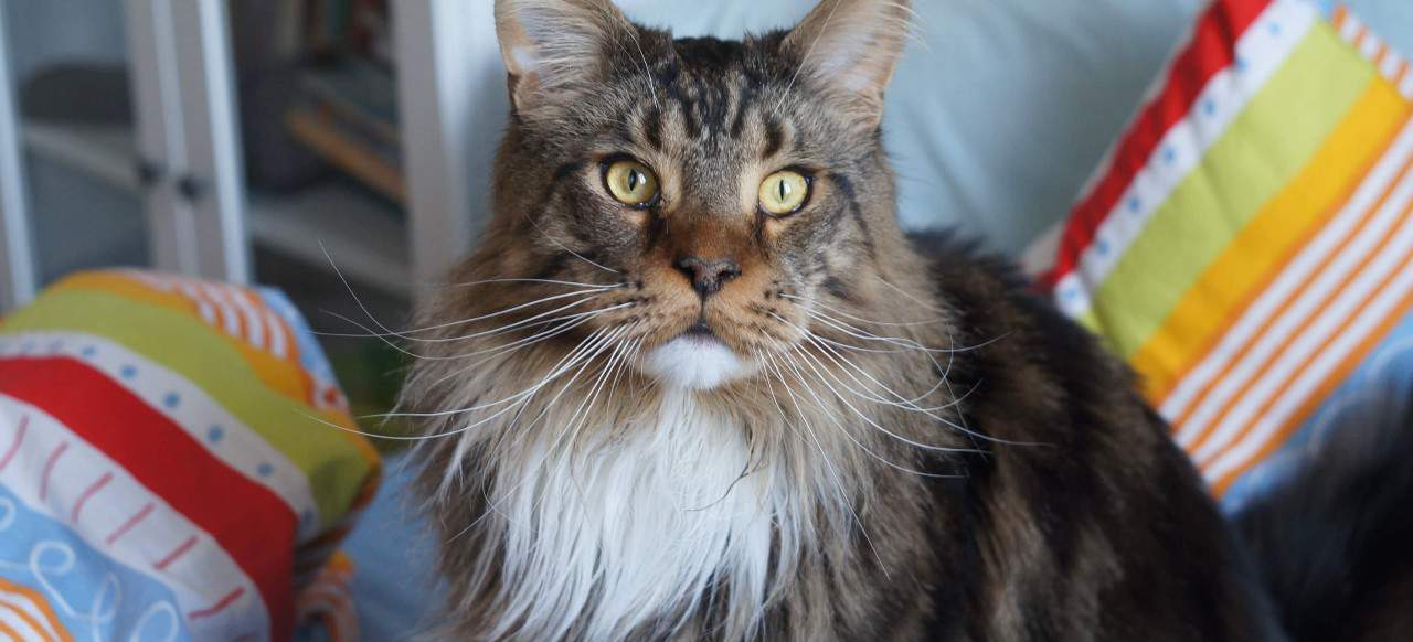 Facts About Maine Coon Cats Personality History Health More