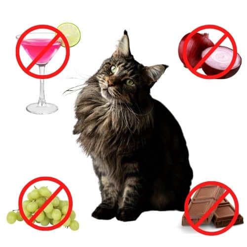 11 Human Foods That Are Poisonous To Cats | Rawz