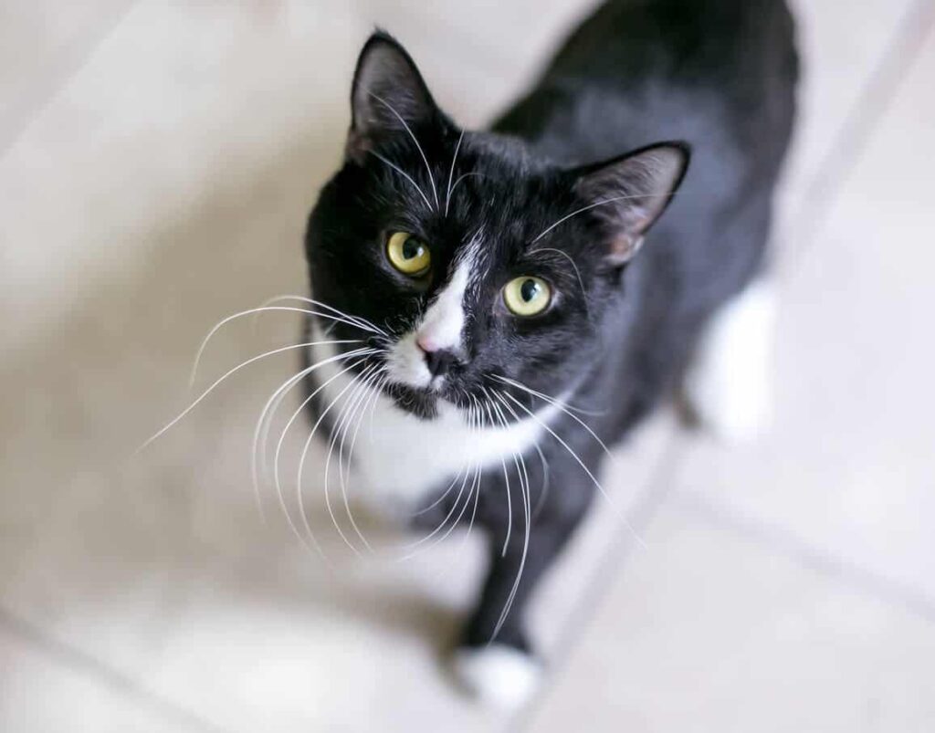 A tuxedo cat