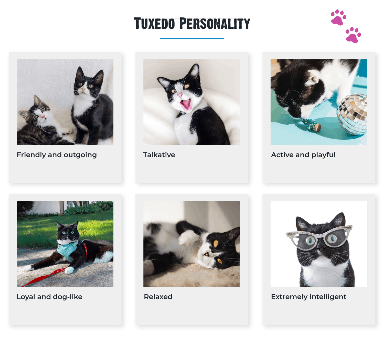 a chart showing all personality traits of Tuxedo cats