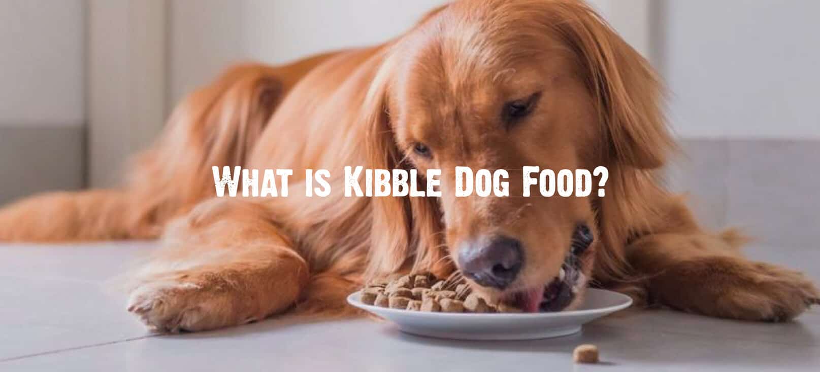 What is Kibble Dog Food?
