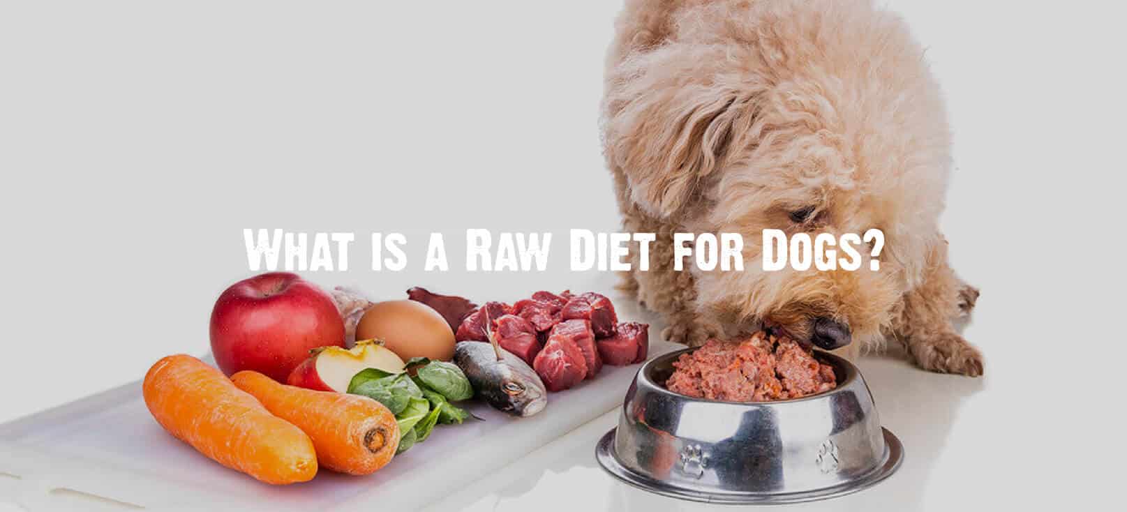 What is a Raw Diet for Dogs?