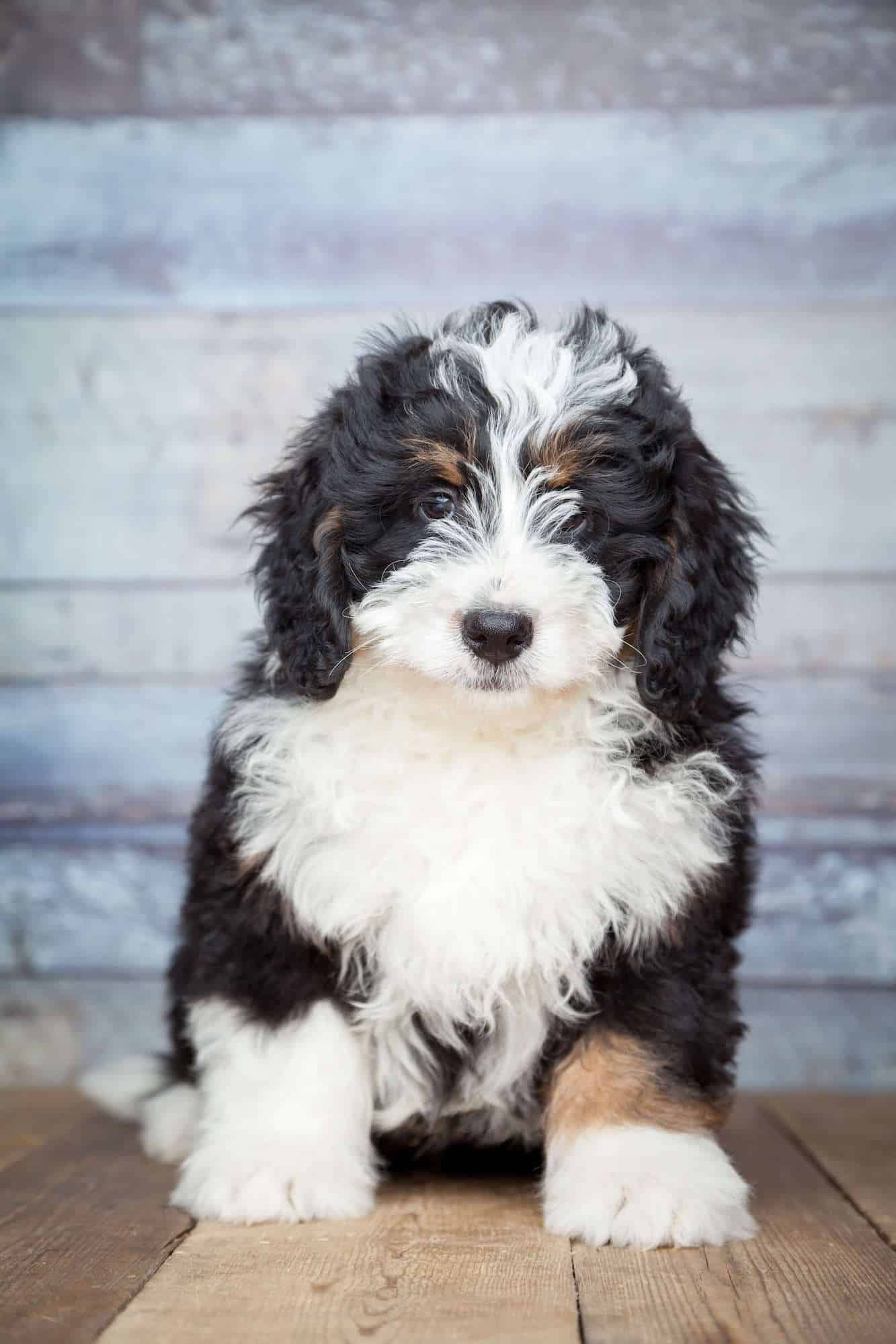bernedoodle life expectancy 
