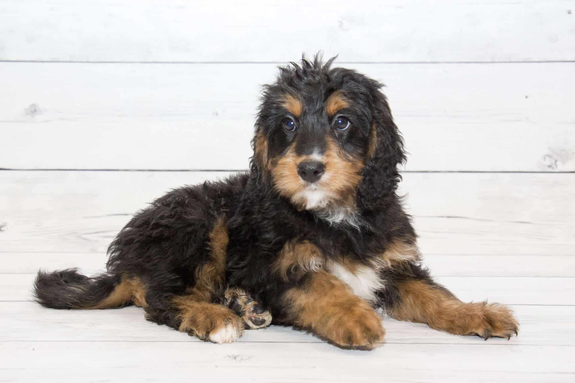 mini bernedoodle size