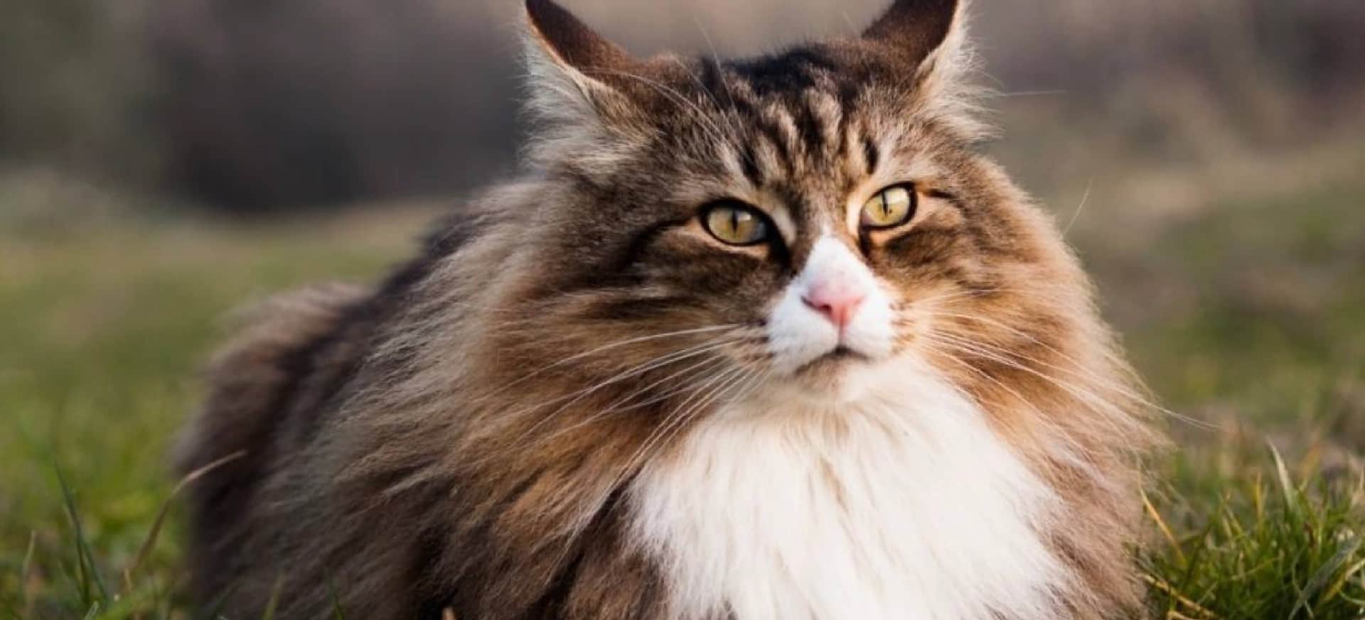 Rawz__norwegian-forrest-cat-coat-color-and-grooming