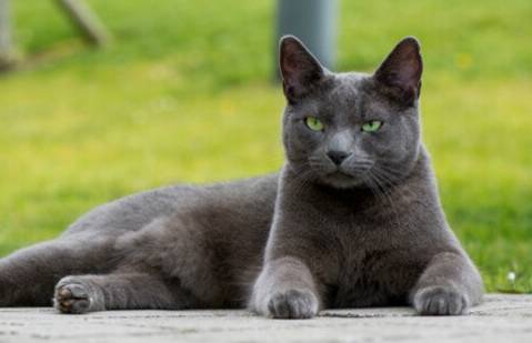 rawz-Russian-Blue-cat-appearance