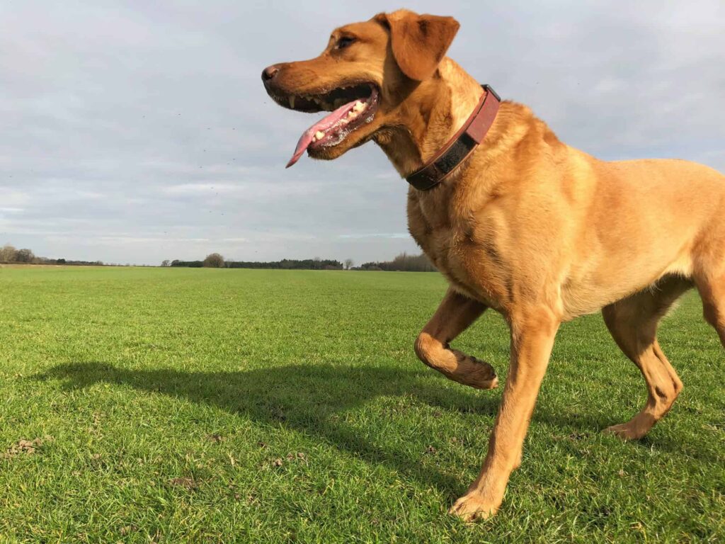 A golden haired dog walking on grass