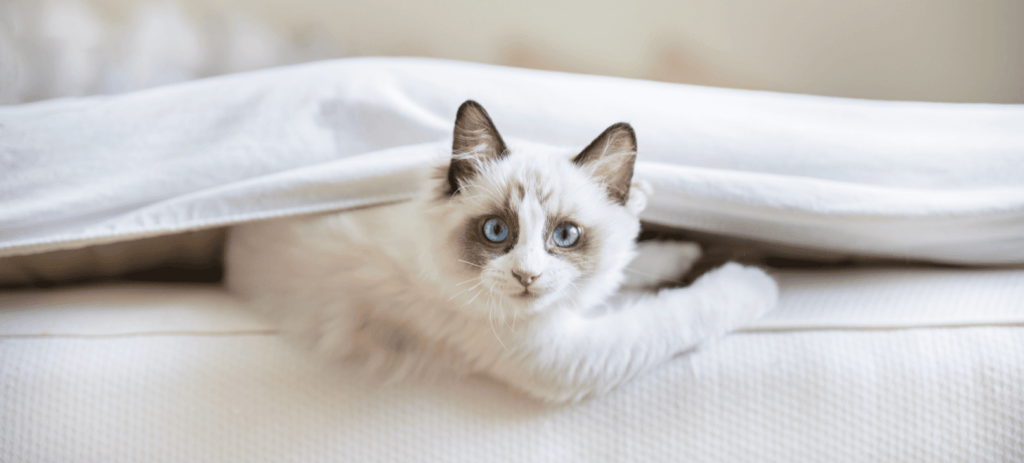 cat arthritis