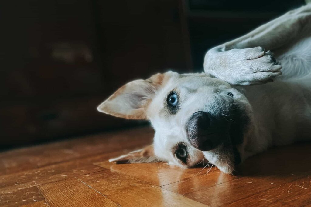 A white dog with brown ears laying on its side
