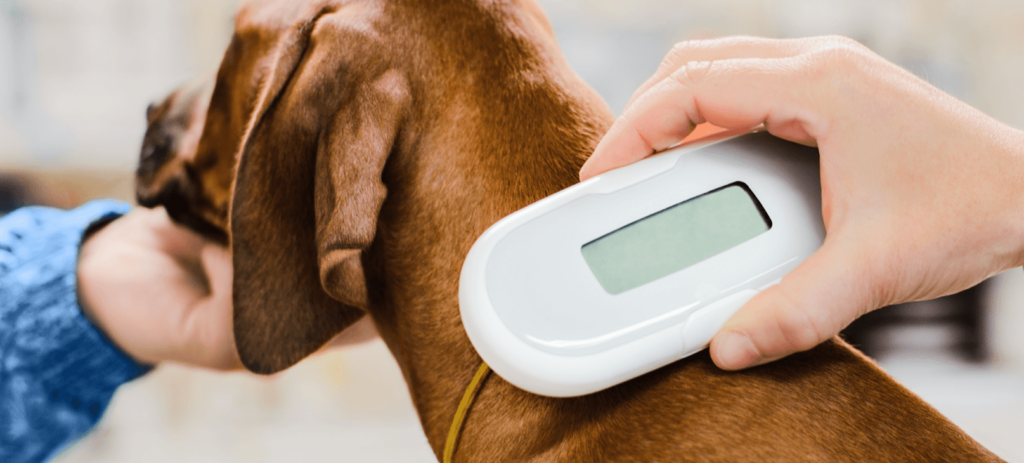 dog microchipping