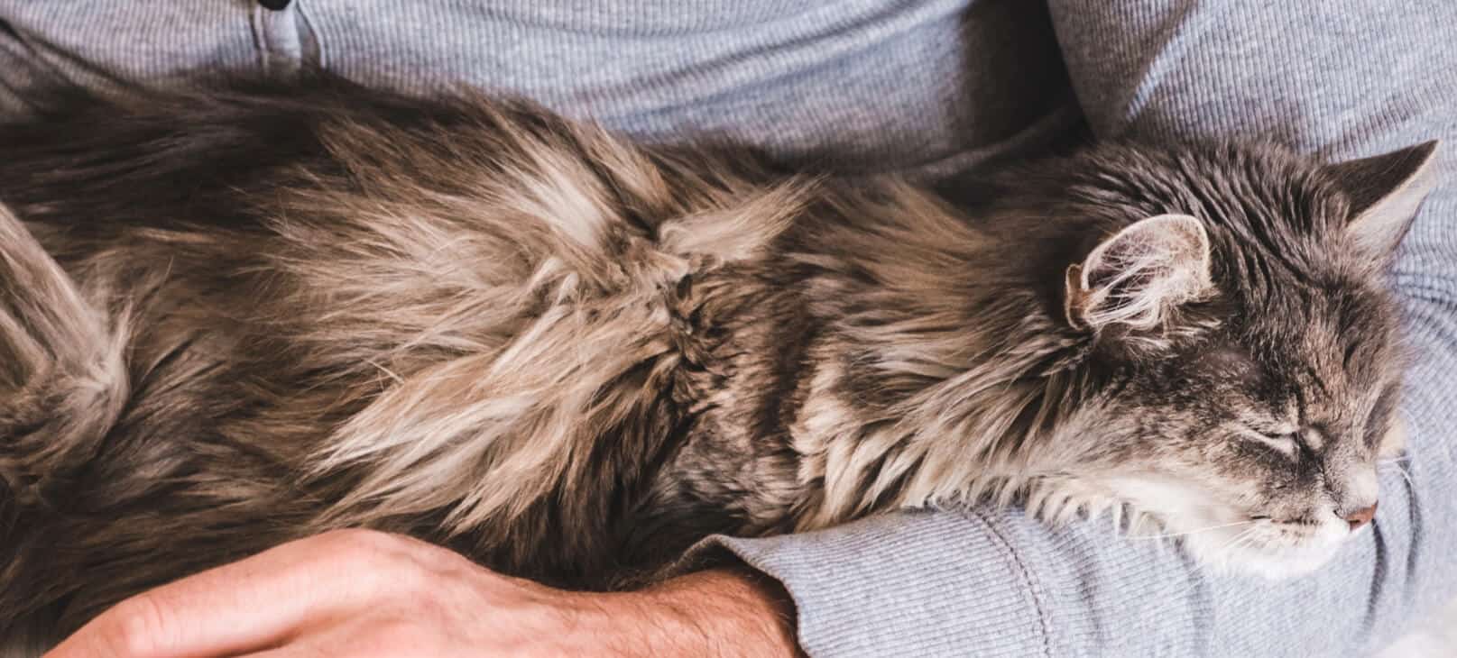 cat in the arms of a person in a gray shirt