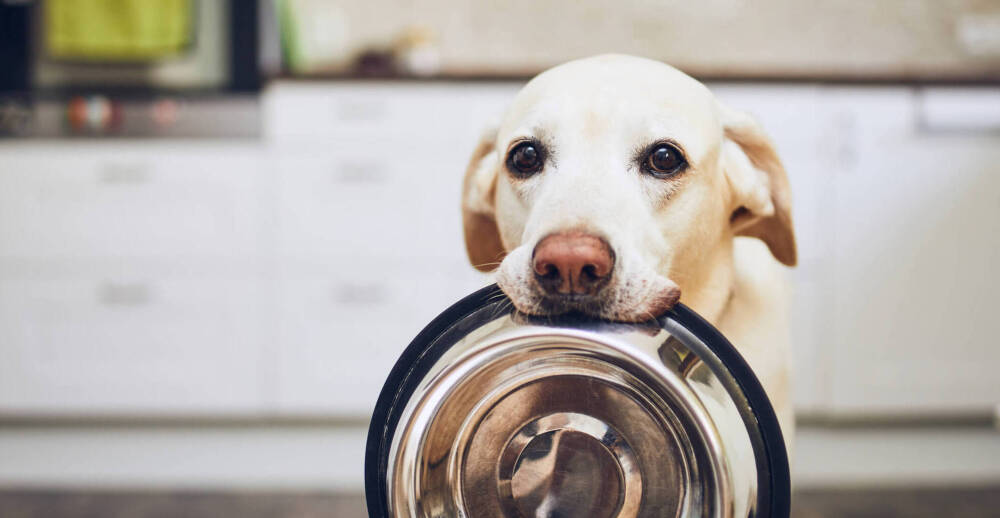 A yellow lab standing in the kitchen holding a metal bowl in it's mouth.