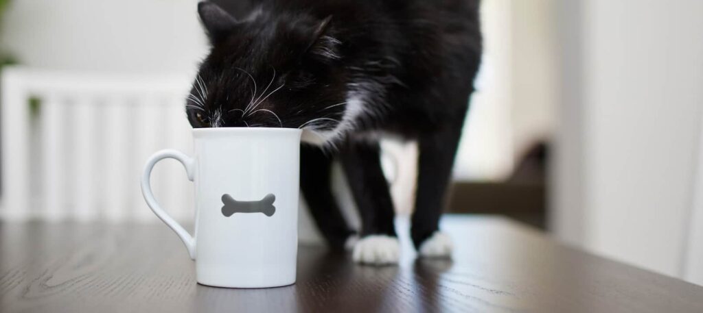 Black and white cat drinking out of a white mug on a table