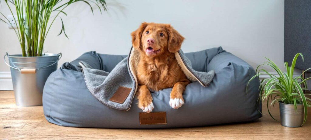dog-laying-in-dog-bed-looking-up-with-head-tilted