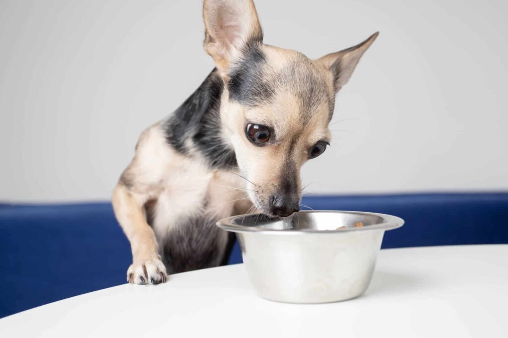 small chihuahua standing on its hind legs with its front paws on a white table peering into a metal bowl