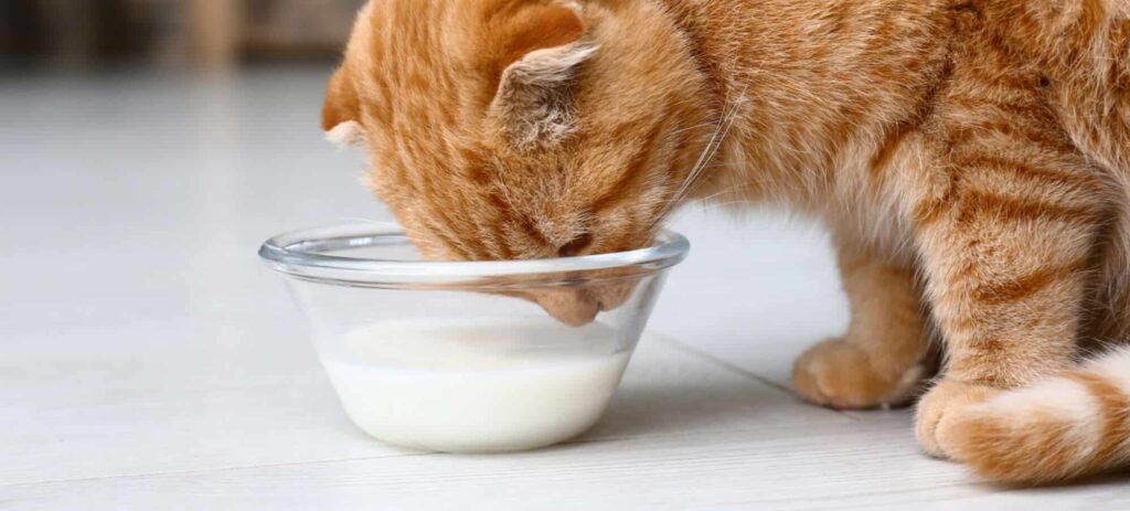 An orange cat drinking milk out of a glass bowl.