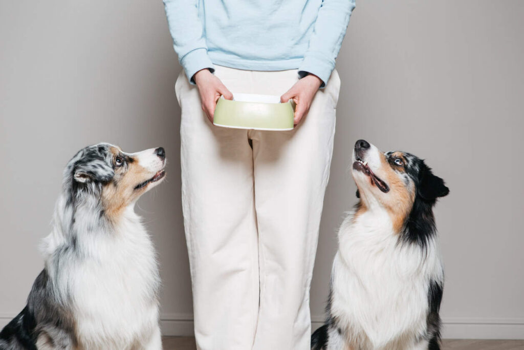 2 dogs looking at owner who is holding a bowl of goat milk