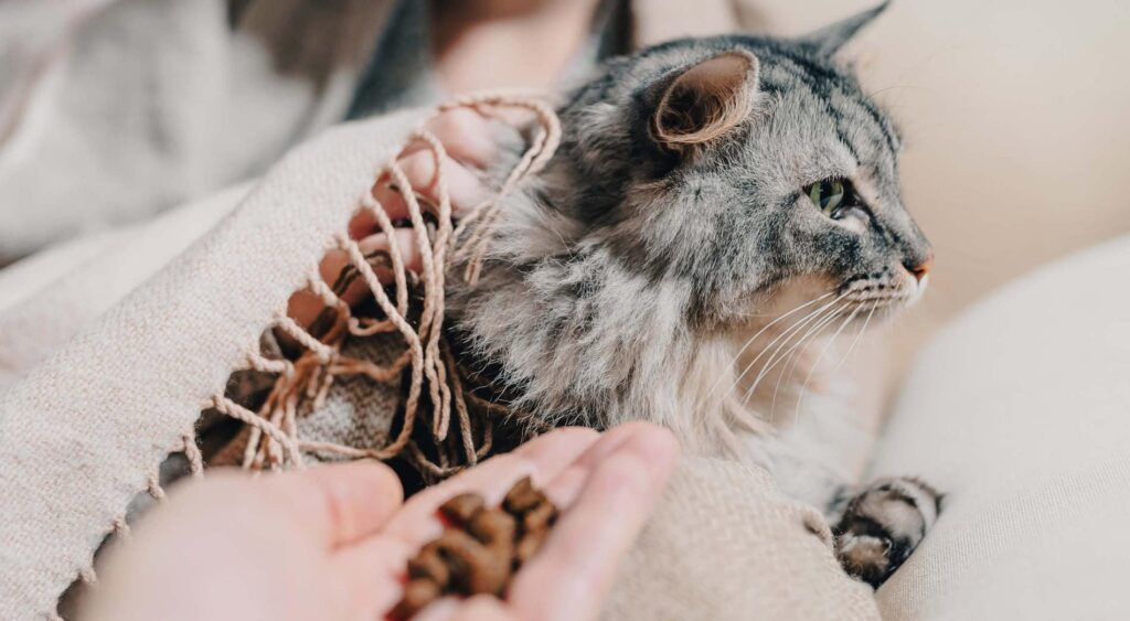 Handing a gray cat a handful of treats