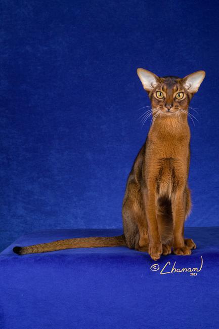 A sleek brown cat with large ears and piercing yellow eyes sits gazing intently into the camera against a royal blue background.