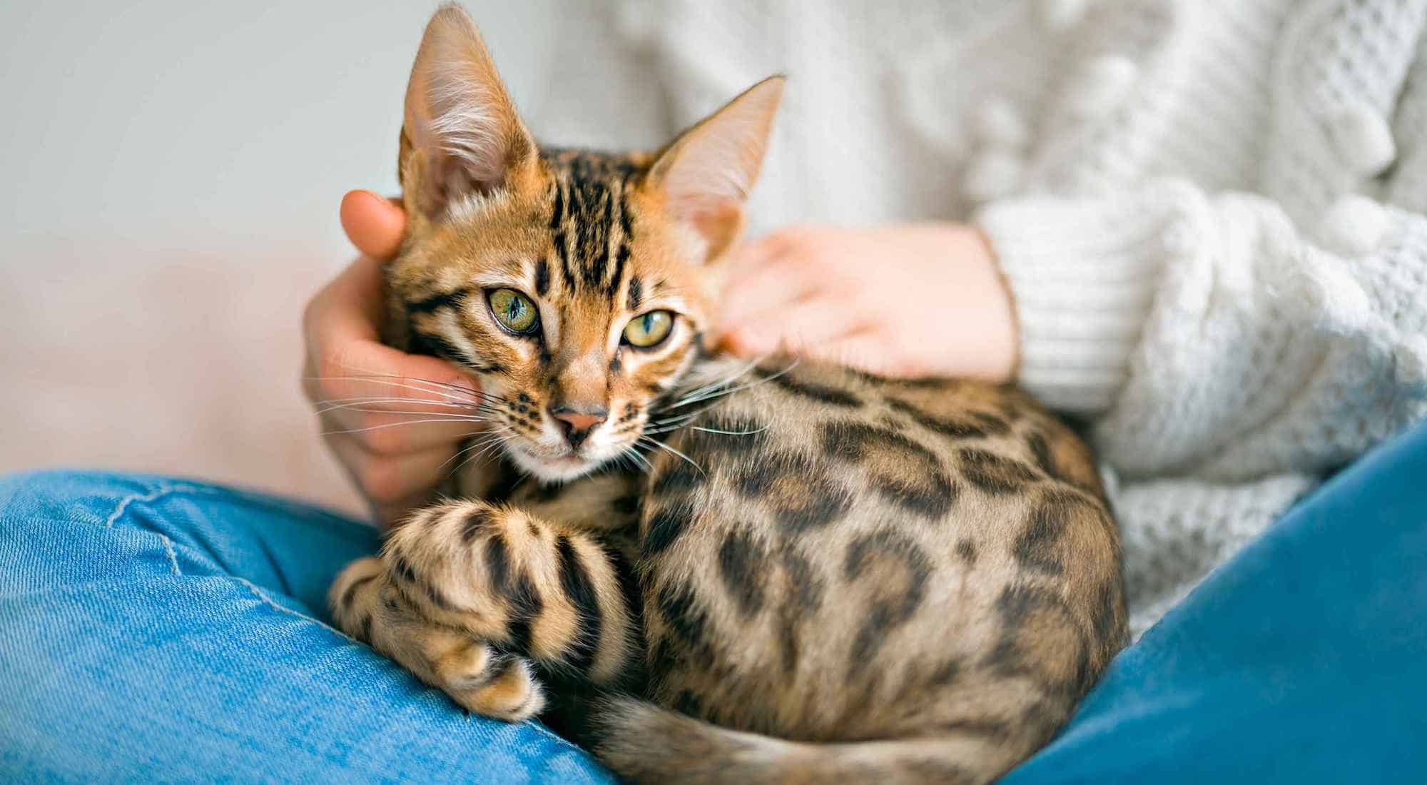 Bengal