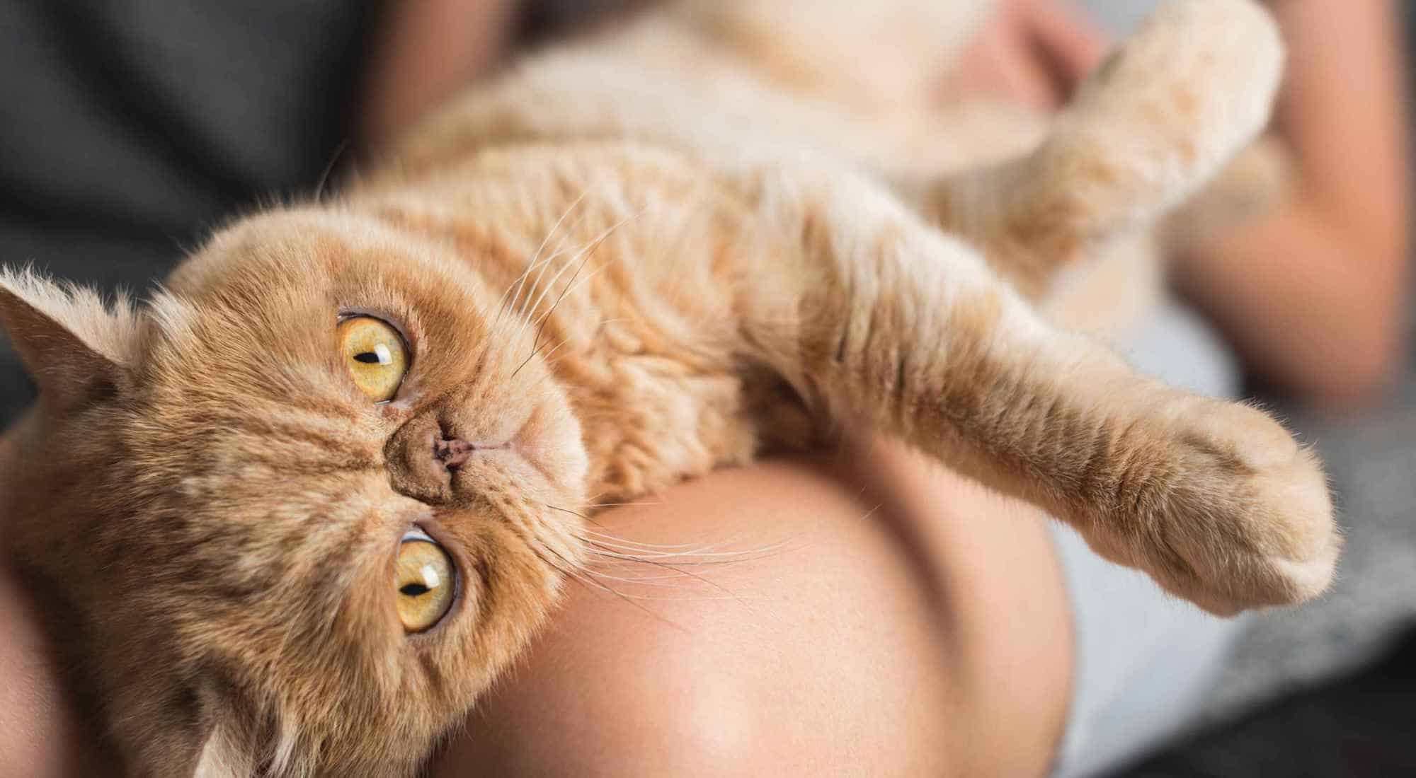 exotic shorthair