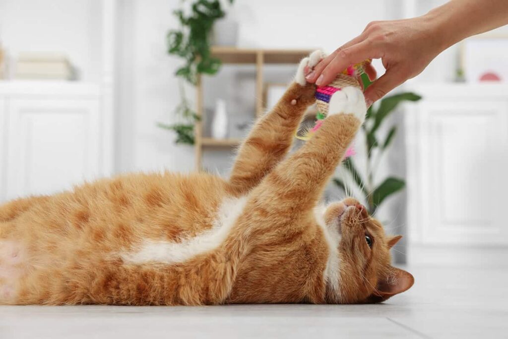Woman playing with cute ginger cat at home, closeup