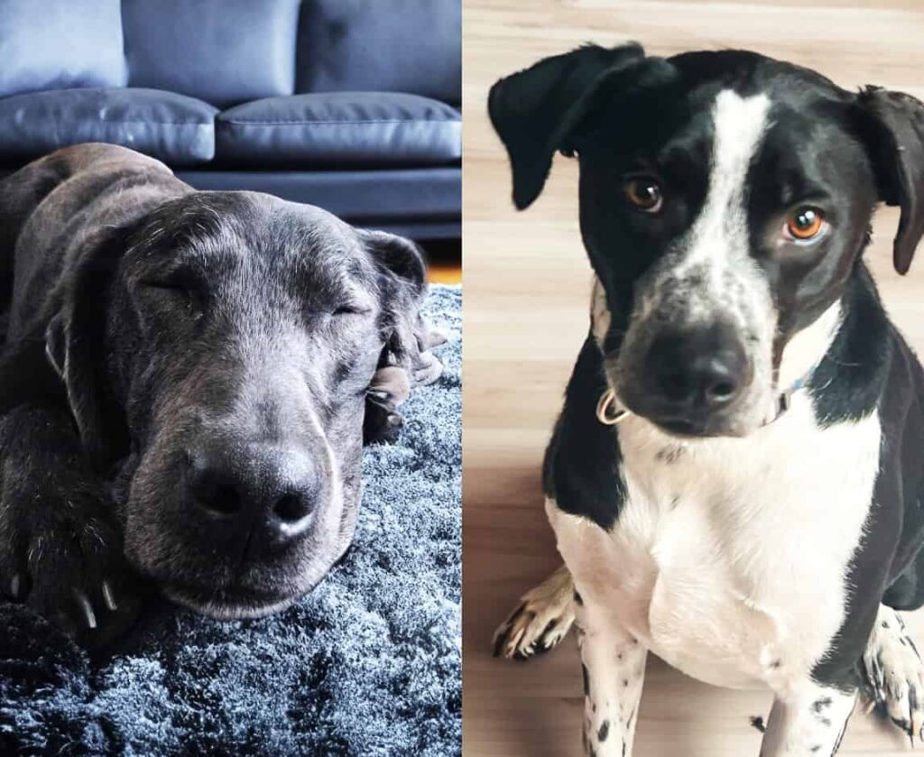 two RAWZ family rescue pups black dog on left, black & white on right.
