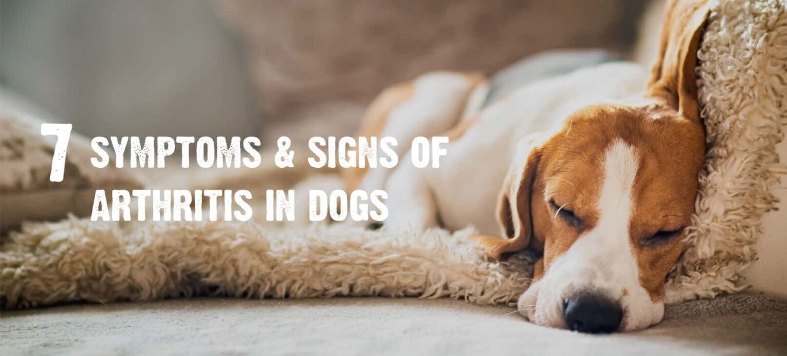 Arthritis in Dogs 7 Signs & Symptoms