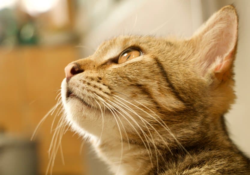 7 Sounds Cats Hate That You Should Avoid 