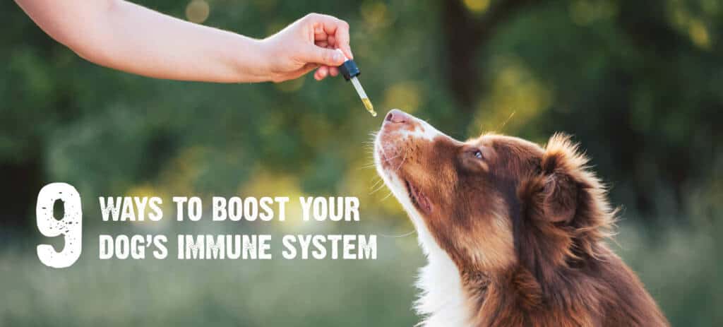 9-Ways-to-Boost-Your-Dog’s-Immune-System