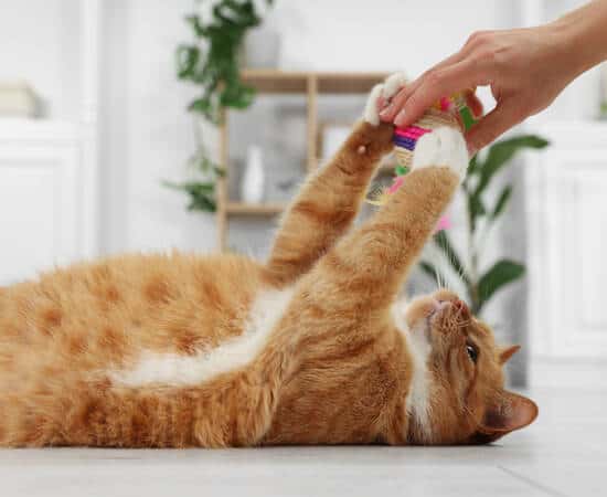Woman playing with cute ginger cat at home, closeup