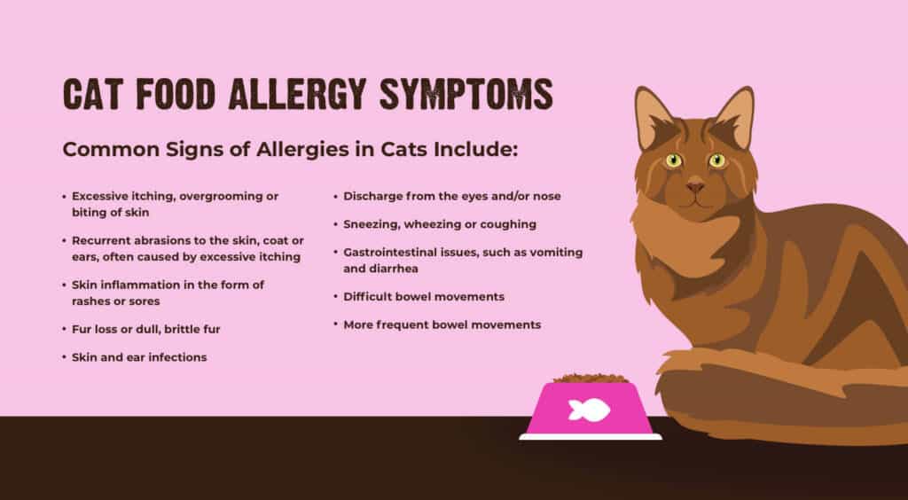 Cat Food Allergy Symptoms Graphic 