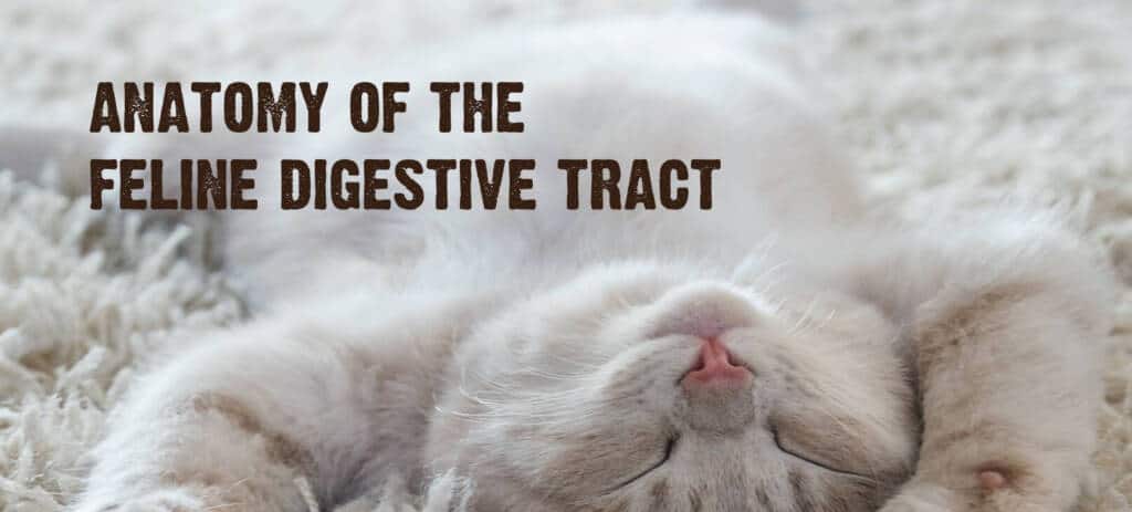 white-and-tan-striped-cat-laying-on-its-back-with-text-"anatomy-of-the-feline-digestive-tract".