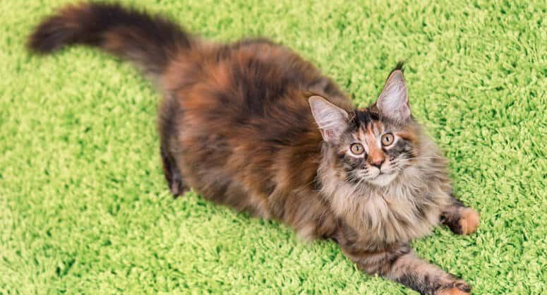 Two different appearances of tortoiseshell cats, Torsoiseshell and Calico