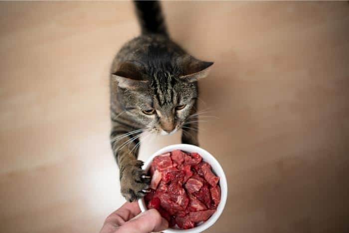 Is it ok for shop cats to eat raw chicken