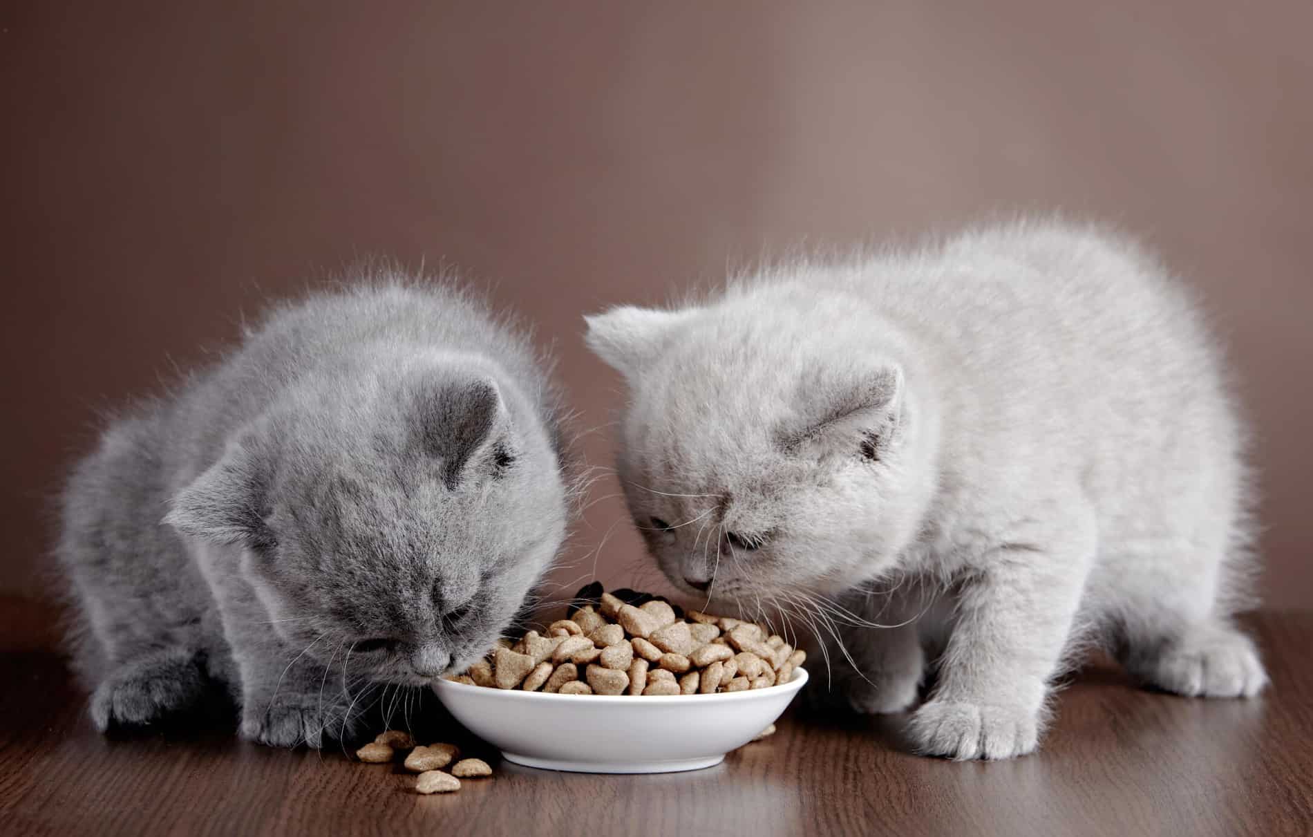 How to get my kitten to 2025 eat dry food