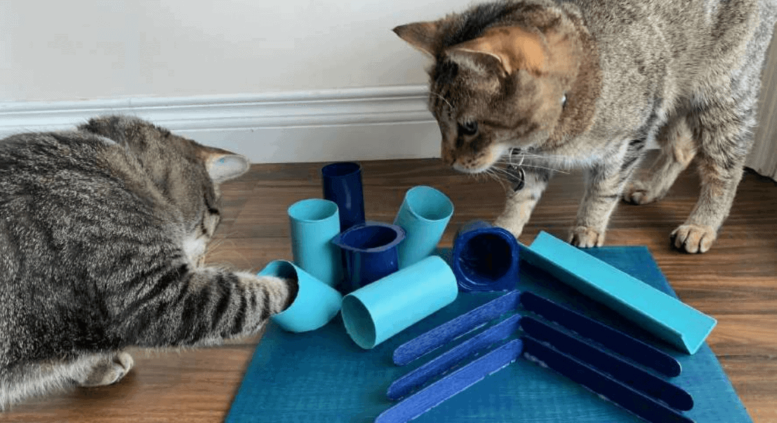 Cat Toy Box (3-Pack), Cat Enrichment Toys