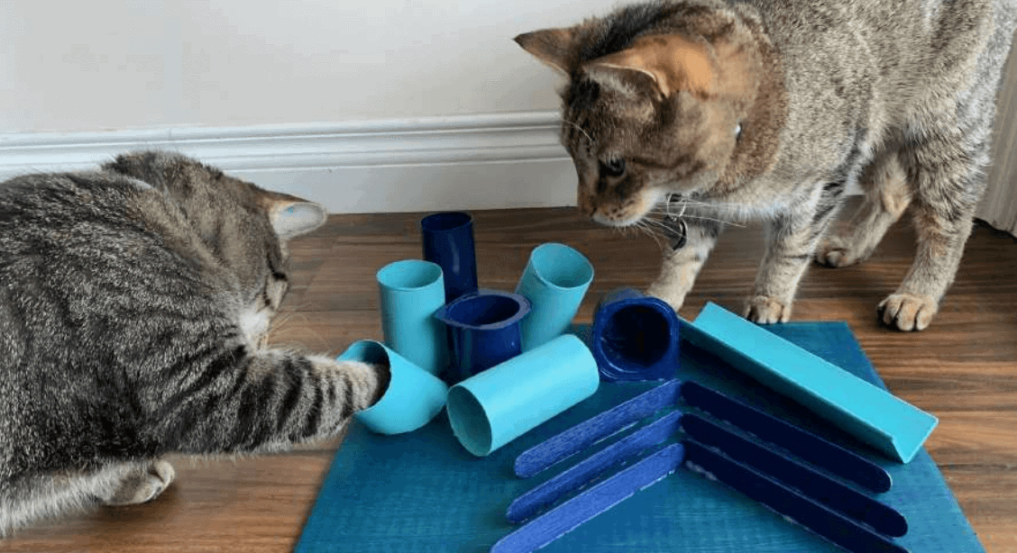 8 Easy DIY Cat Toys [+ Cat Toy Safety Guide]