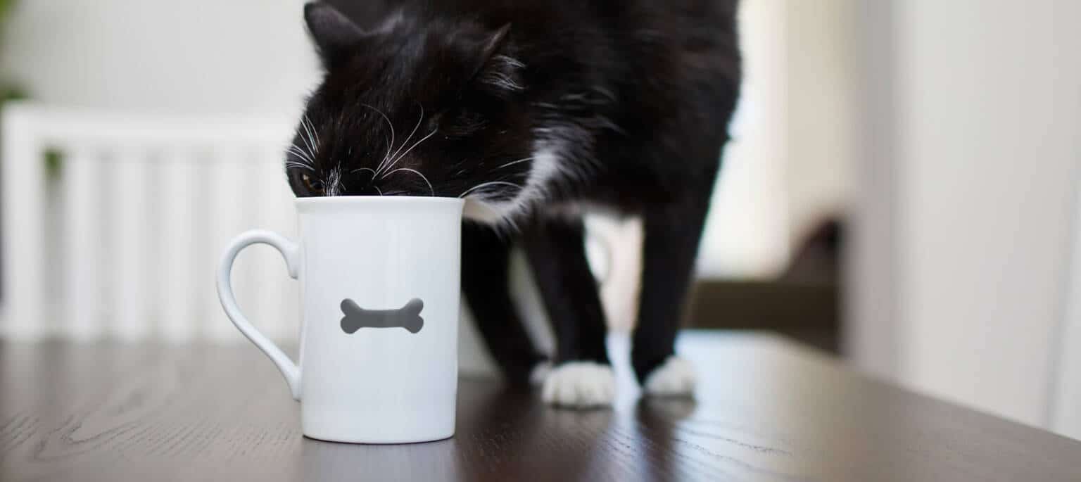 Bone Broth for Cats Benefits & How to Serve It Safely