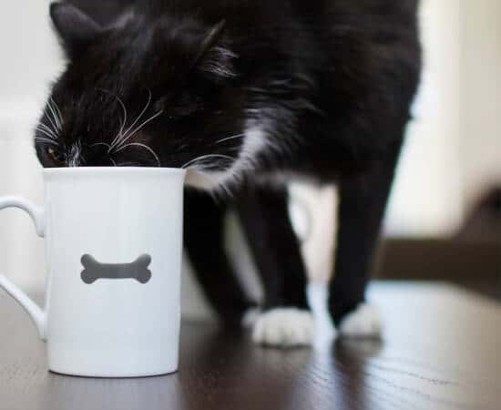 Black and white cat drinking out of a white mug on a table