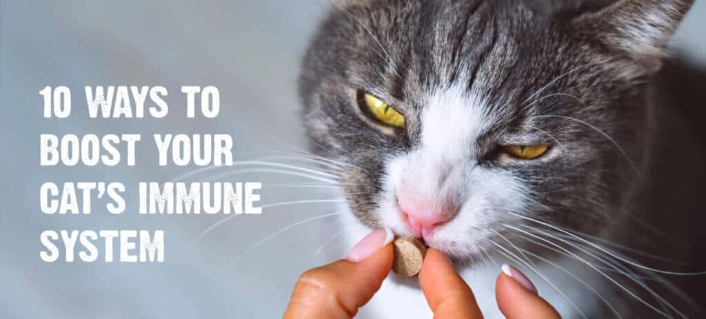 10 Ways to Boost Your Cat’s Immune System