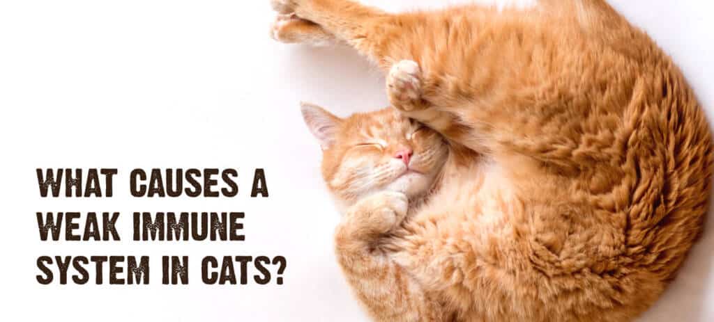 What Causes a Weak Immune System in Cats?