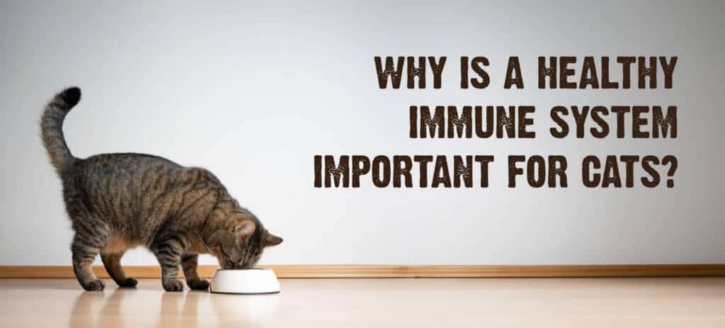 Why Is a Healthy Immune System Important for Cats?