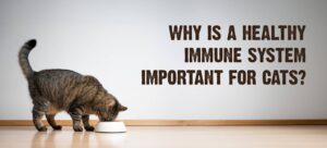 View of 10 Ways to Boost Your Cat’s Immune System