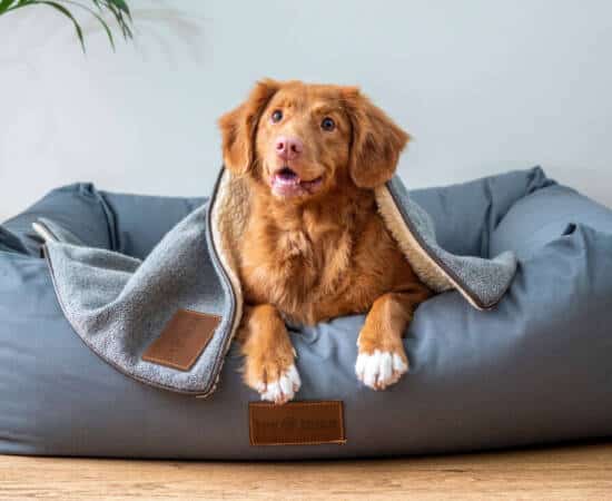 dog-laying-in-dog-bed-looking-up-with-head-tilted