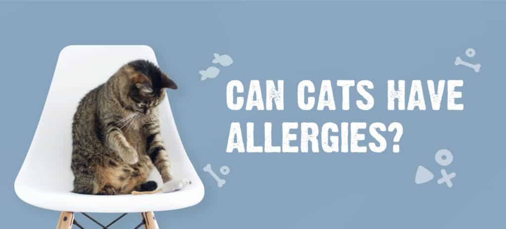 Can Cats Have Allergies?