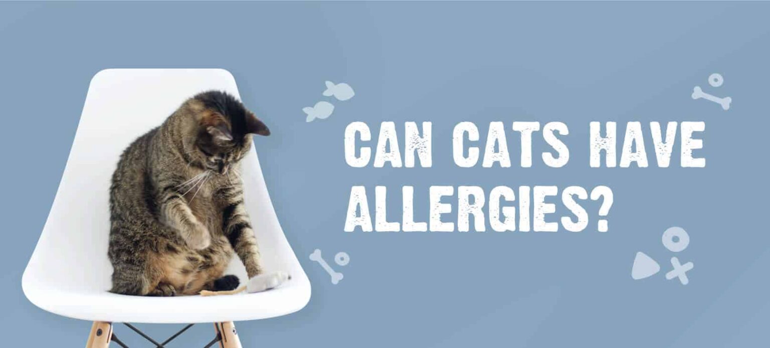 Food Allergies in Cats Common Symptoms & How to Treat Them