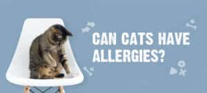 Food Allergies In Cats: Common Symptoms & How To Treat Them