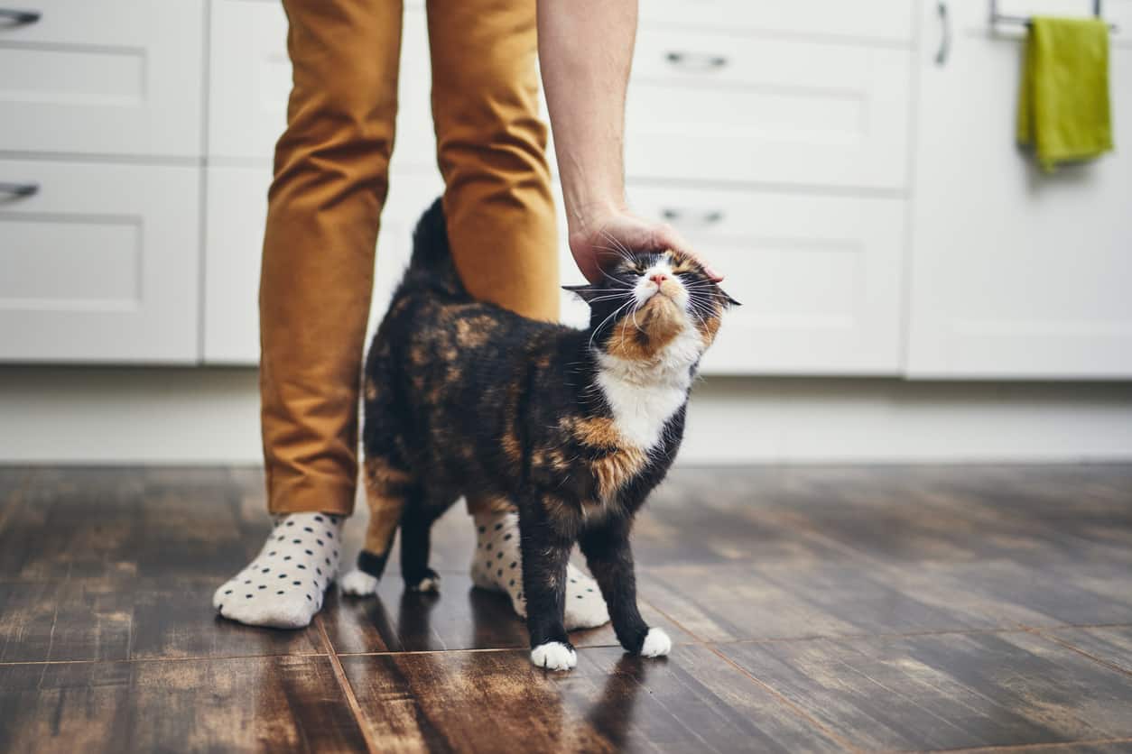 A cat rubbing up against its owner's legs